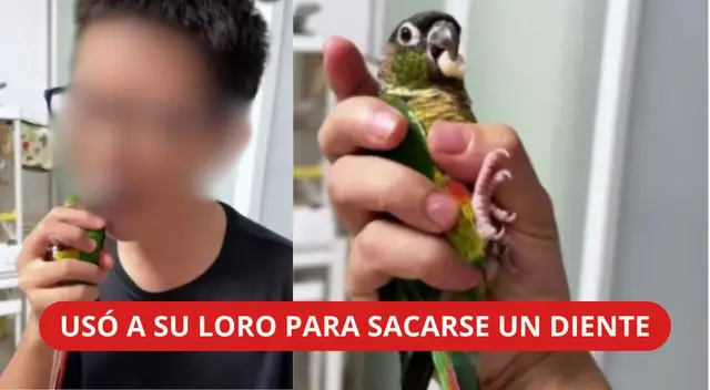En el video, el niño le entrega rápidamente el loro a su mamá mientras el dentista emplumado sostiene el diente en su pico. En el video, el niño le entrega rápidamente el loro a su mamá mientras el dentista emplumado sostiene el diente en su pico.