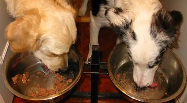 Se recomienda a los dueños vigilar síntomas en sus mascotas y consultar al veterinario si es necesario. Se recomienda a los dueños vigilar síntomas en sus mascotas y consultar al veterinario si es necesario.