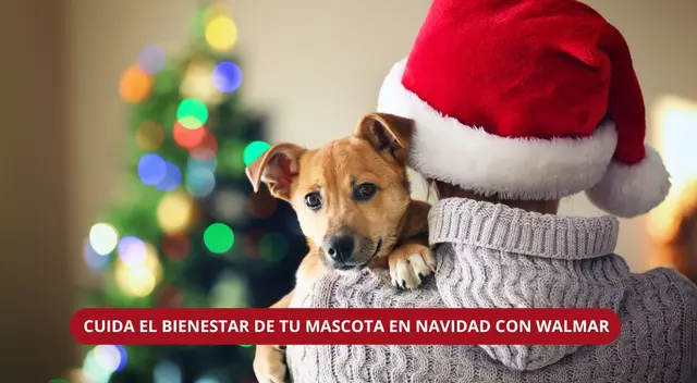 Evita que las decoraciones u otros factores afecten la seguridad de tu mascota en épocas de fiestas navideñas. Evita que las decoraciones u otros factores afecten la seguridad de tu mascota en épocas de fiestas navideñas.