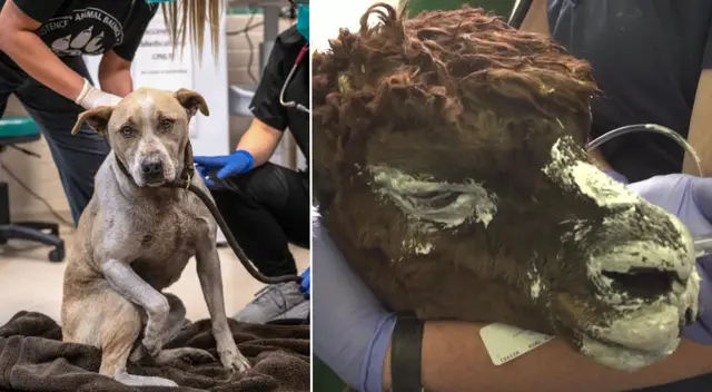 Refugios en California dan hogar a animales de incendios.