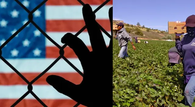 El sector agrícola teme que las deportaciones afecten la producción de alimentos, especialmente en California. El sector agrícola teme que las deportaciones afecten la producción de alimentos, especialmente en California.