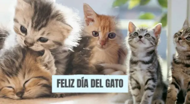 ¡Feliz día del gato! Conoce las frases más creativas de la fecha ¡Feliz día del gato! Conoce las frases más creativas de la fecha