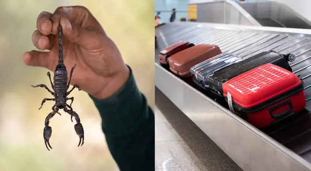 Una viajera fue picada por un escorpión en el aeropuerto Logan de Boston.