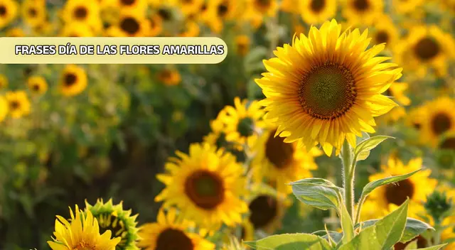 Frases para celebrar el Día de las Flores Amarillas y compartir en redes sociales.