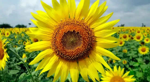 Historia del día de las flores amarillas.