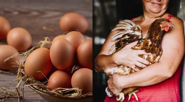 Se prohíbe la entrada de huevos frescos, pollo crudo y aves vivas desde México. Foto: Composición Líbero/Freepik