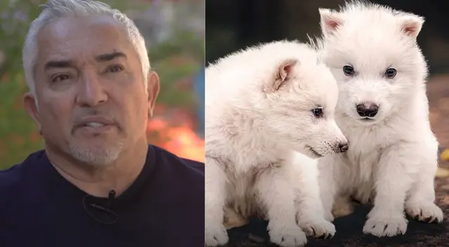 Lobos que volvieron de la extinción ponen a prueba a César Millán como nunca antes.