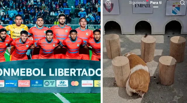 Se viraliza pronóstico del cuy 'Cututo Parpincho' sobre duelo entre Sporting Cristal vs. Cerro Porteño por la Copa Libertadores.