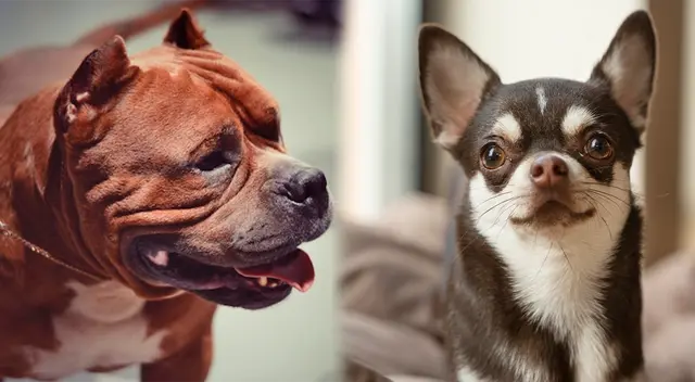 El brutal ataque ocurrió en la calle 85 Oeste, donde la chihuahua Penny fue atacada mientras su dueño paseaba. El brutal ataque ocurrió en la calle 85 Oeste, donde la chihuahua Penny fue atacada mientras su dueño paseaba.