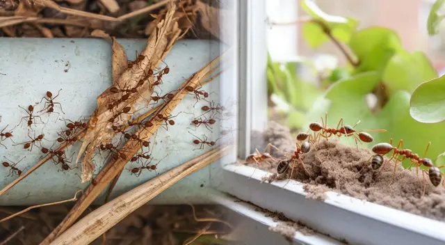 Para prevenir la invasión de hormigas, es fundamental almacenar alimentos adecuadamente y sellar grietas. Para prevenir la invasión de hormigas, es fundamental almacenar alimentos adecuadamente y sellar grietas.