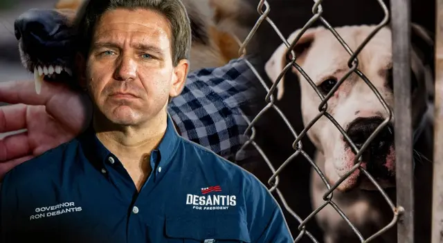 La Pam Rock Act inicia el 1 de julio y modifica la regulación de perros peligrosos en Florida. La Pam Rock Act inicia el 1 de julio y modifica la regulación de perros peligrosos en Florida.