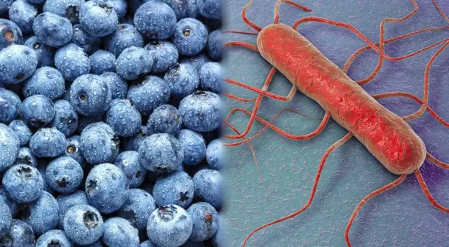 La listeria es una bacteria que causa la listeriosis. Puede afectar diferentes órganos, incluso el cerebro o la membrada de la médula espinal. La listeria es una bacteria que causa la listeriosis. Puede afectar diferentes órganos, incluso el cerebro o la membrada de la médula espinal.
