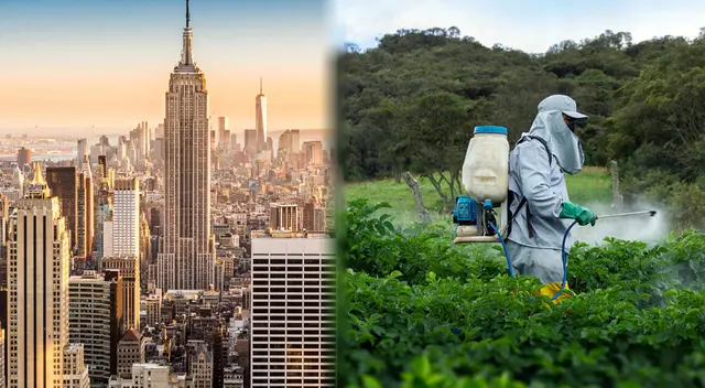 En Nueva York se detectó elevados componentes de pesticidas en un producto que tiene como base el cannabis.