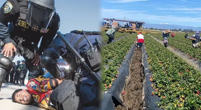 Un grupo de trabajadores de un campo de Onxard se escondieron ante la llegada de ICE. Un grupo de trabajadores de un campo de Onxard se escondieron ante la llegada de ICE.