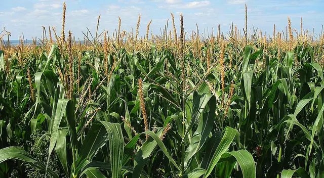 Iowa Iowa