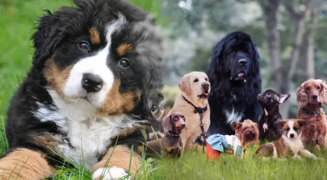 Día del perro: revisa las mejores frases para esta fecha especial