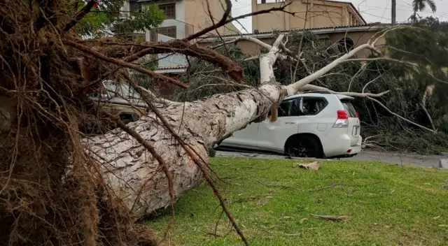 Los fuertes vientos en Lima generaron el desprendimiento de un árbol.