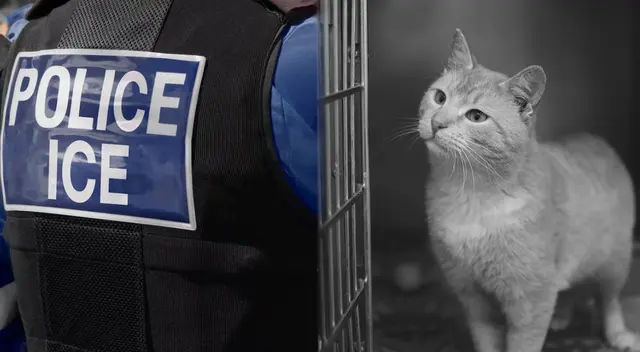 Las redadas de ICE también están afectando a diferentes mascotas como perros y gatos ya que se están quedando sin un hogar.