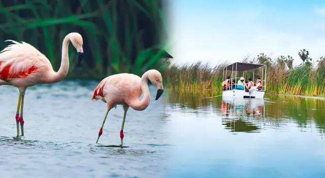 Los Pantanos de Villa es un ecosistema 'envidiable' por su biodiversidad.