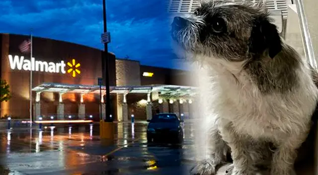 Recompensa de $5,000 por información de perro abandonado en estacionamiento de Walmart.