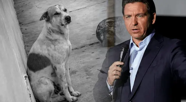 Florida castiga con pena de cárcel el abandono de perros en desastres.