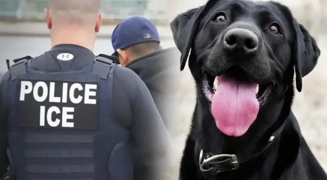 Agentes de ICE mataron al perro de una familia en Texas. Agentes de ICE mataron al perro de una familia en Texas.