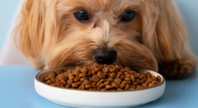 Comida para perros Comida para perros