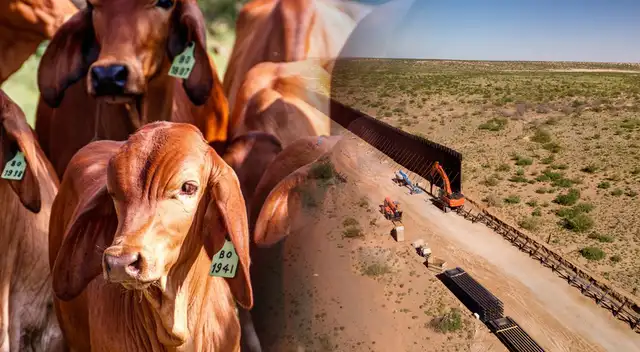 Crisis de carne en Texas Crisis de carne en Texas