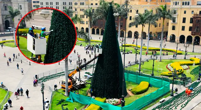La Municipalidad de Lima instala el gran árbol de Navidad en la Plaza de Armas.