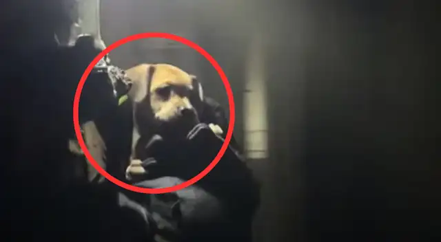 Estados Unidos Estados Unidos