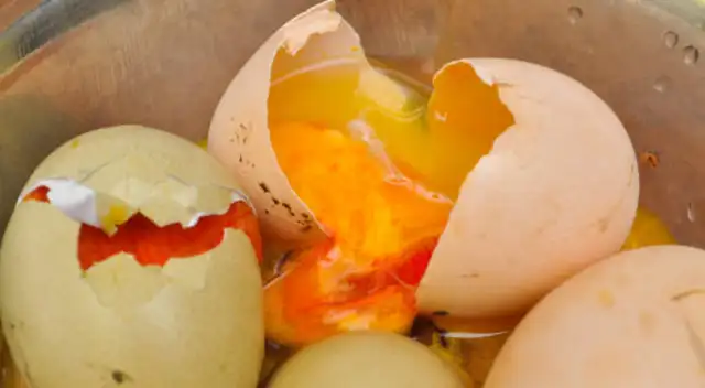 Salmonella Salmonella