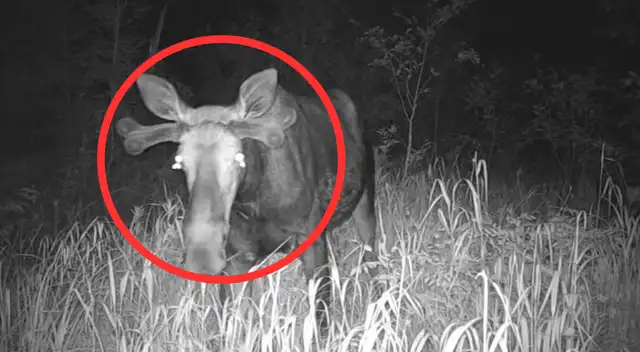 La naturaleza vuelve a sorprender a la ciencia La naturaleza vuelve a sorprender a la ciencia