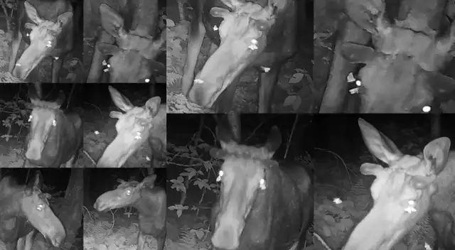 Estados Unidos Estados Unidos