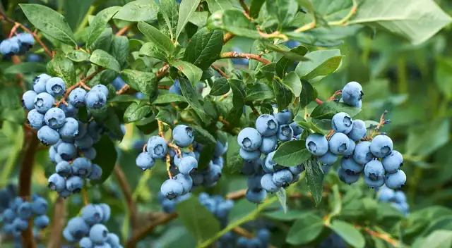 arándanos arándanos