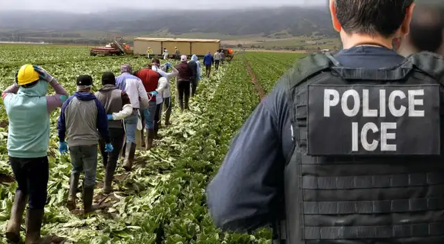 Las redadas de ICE tuvieron como objetivo los cultivos donde trabajan inmigrantes.