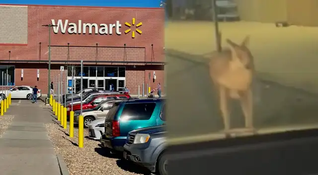 La búsqueda de un ualabí perdido en Nueva Jersey concluyó con un feliz reencuentro.