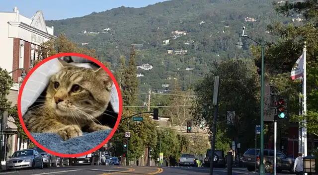 Desde hoy, quitar uñas a gatos está prohibido