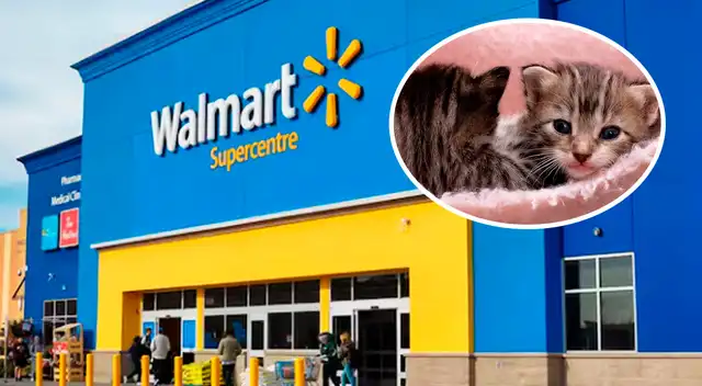 Walmart: ofrecen $5,000 de recompensa para ubicar a persona que abandonó a gatitos en baño.