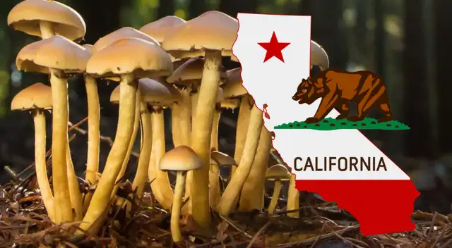 El brote fue detectado el pasado 18 de noviembre de 2025.