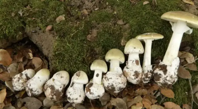 Hongos venenosos ya causan muertes y trasplantes de hígado