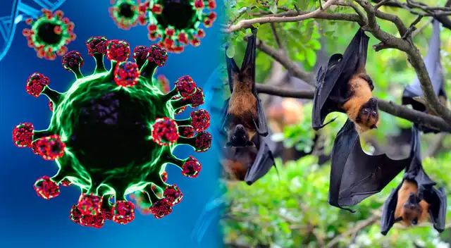 Las autoridades de India han declarado una alerta epidemiológica tras detectar un nuevo brote del virus Nipah.
