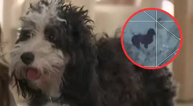 Benji sobrevivió a la tormenta