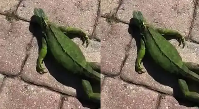 Las bajas temperaturas dejaron iguanas inmóviles en patios y calles del sur de Florida.