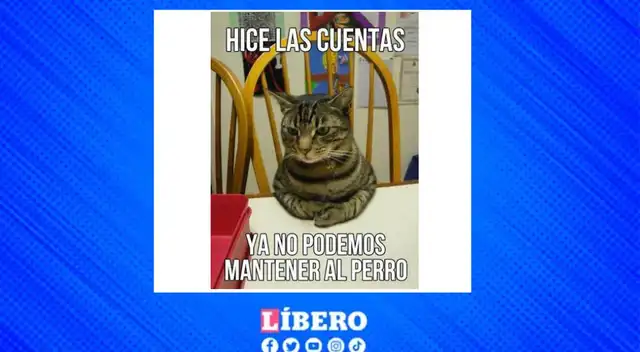Día del gato este 20 de febrero