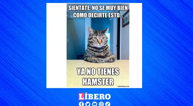 Memes por el Día del gato