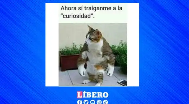Imágenes para celebrar el Día del gato