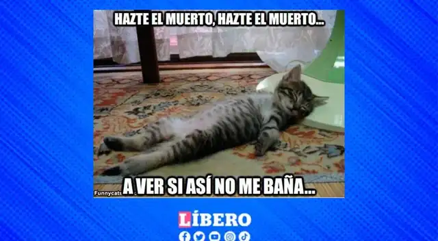 Descarga las mejores imágenes por el Día del gato