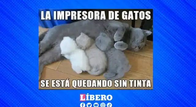 Día del gato HOY 20 de febrero