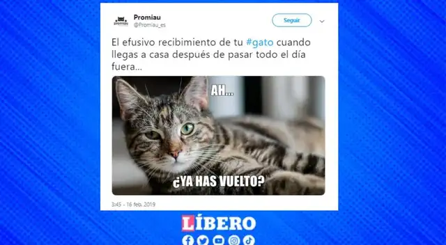 Día del gato este 20 de febrero