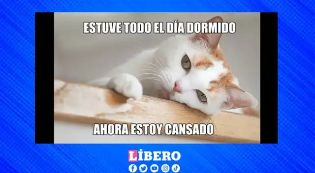 Día del gato